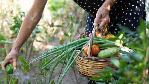 Hôtel du Département : faites votre marché chez les producteurs locaux - panier de légumes