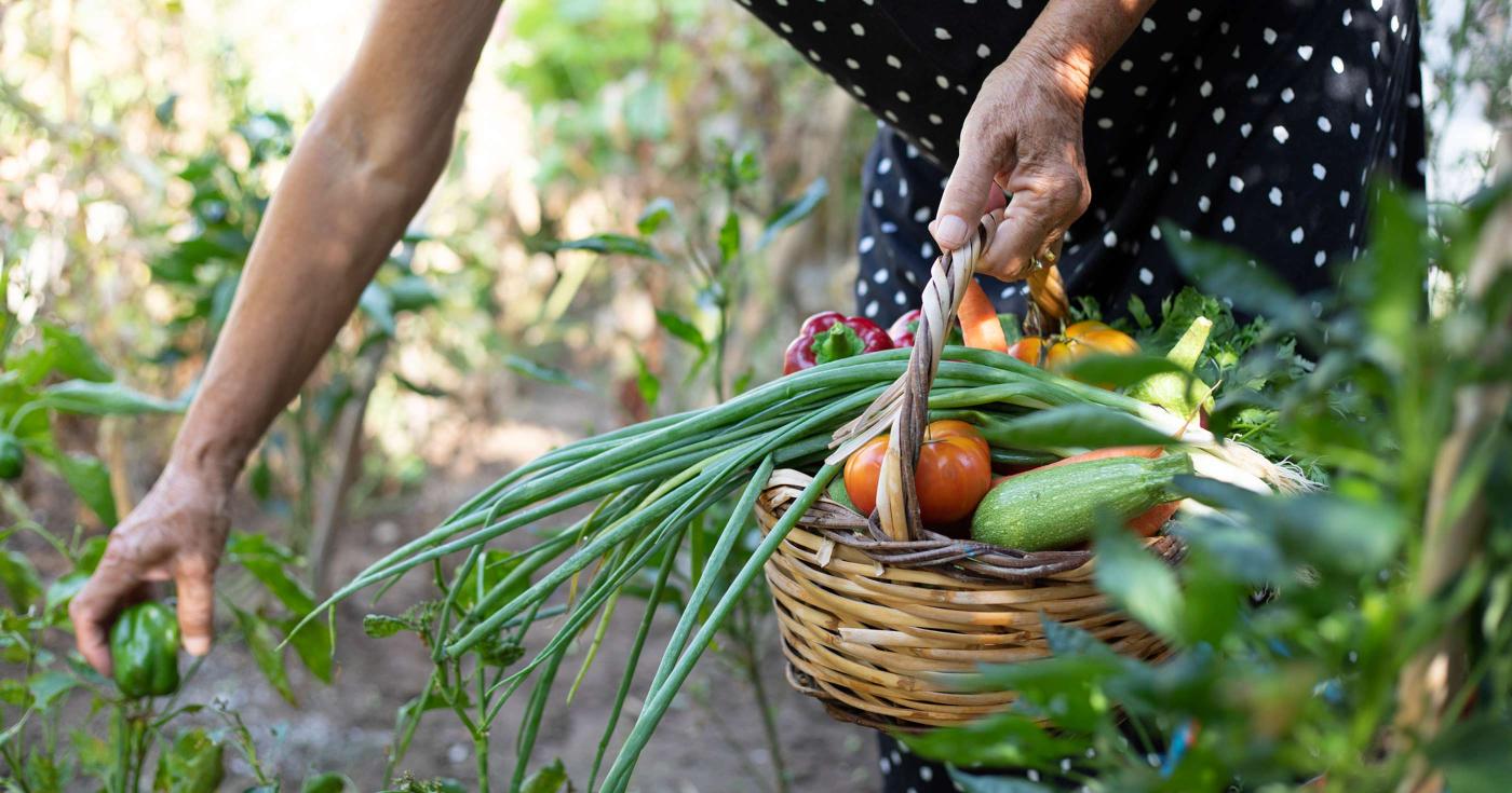 Hôtel du Département : faites votre marché chez les producteurs locaux - panier de légumes